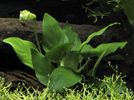 Anubias barteri var. nana
