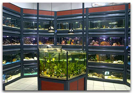Les aquariums d'eau douce au magasin Abri sous roche