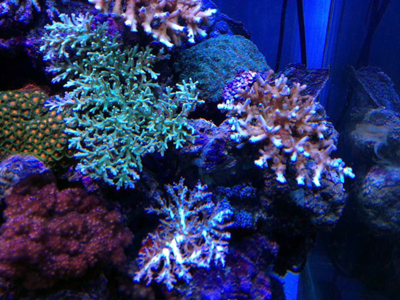 Acropora
