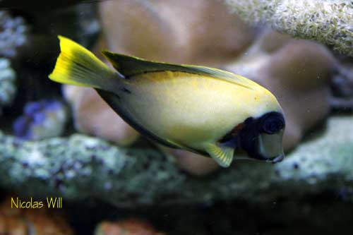 acanthurus pyroferus 7