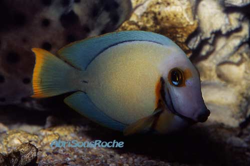 Acanthurus pyroferus 5