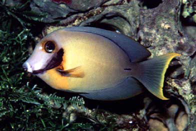 Acanthurus pyroferus