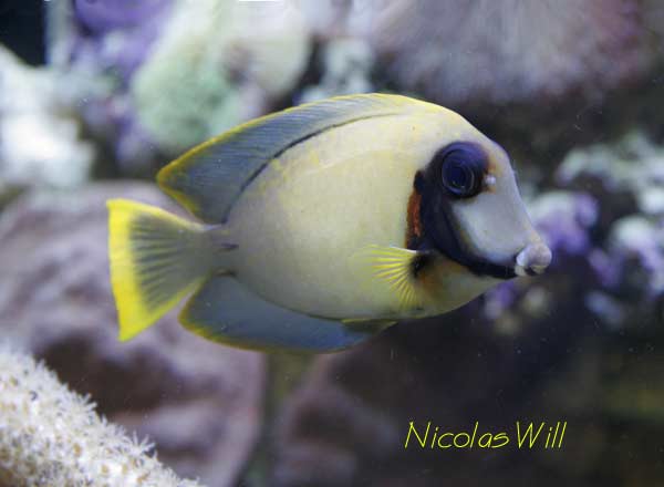 Acanthurus pyroferus 4