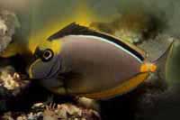Naso litturatus