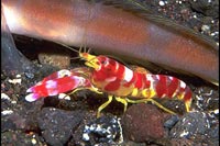 Alphaeus spp.