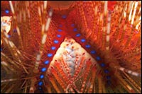 Astropyga radiata