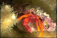 Calcinus orange