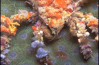 Crabe décorateur