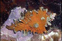 Chicoreus murex