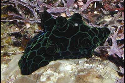 Cariocella nigra