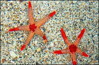 Fromia monilis