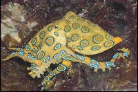 Hapalcoghlaena lunulata
