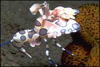 Hymenocera elegans