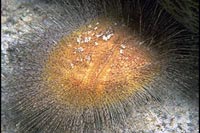 Metalia sternalis