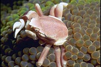 Neopetrolithes maculata