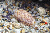 Oliva