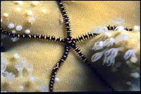 Ophiomatrix janualis