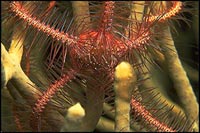Ophuiotrix purpurea