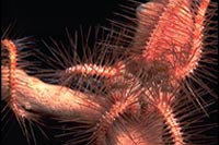 Ophiotrix purpurea