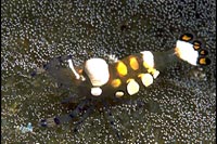 Periclimenes brevicarpa