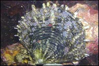 Pinctada margaritifera