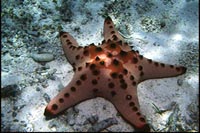 Protoreaster nodosus