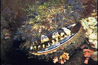 Spondylus varius