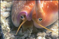 Strombus bulla