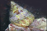 Tectus conus