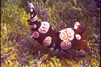 Thor amboinensis