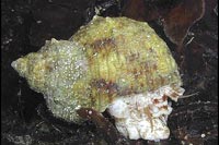 Turbo setosus