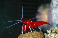 lysmata debelius