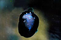 Nigra