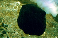 Coriocela nigra escargot