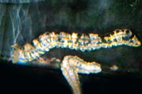 concombre synapta