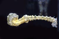 Synapta