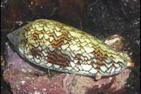 conus textile