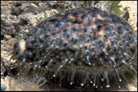Cyprea tigris