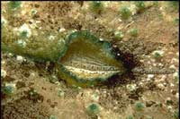 Dolabella auricularia