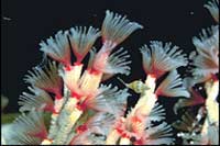Filogranella elatensis
