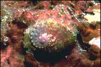 Haliotis asinina