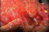Hexabranchus sanguineus