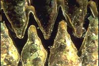 Hyotissa hyotis