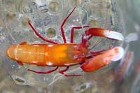 Alpheus biscinctus