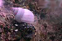 Bernard lhermite herbivore