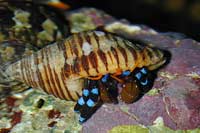 Calcinus élegans