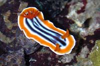 Chlomodoris magnifica