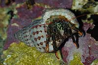 Clibanarius sp