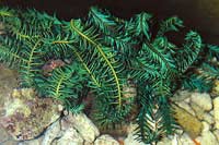 Comanthus parviccirus