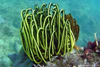 Comanthus sp.